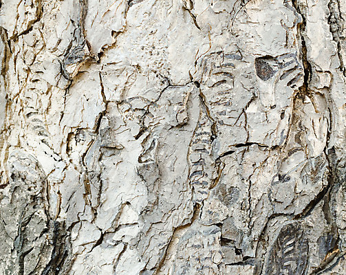 포토 JPG 해외이미지 디자인 외관 벽 백그라운드 패턴 자연 벽지 탁자 표면 추상 바닥 건조 사람없음 목재 장식 갈색 어둠 버섯 소나무 판넬 거친 널 낟알 타일 책상 질감 복고 목공예 내추럴 구식 그런지 수목 옛날 합판 파케트 해외202004 해외포토 나무 컬러 가구 무늬 재료 공예 생태계 파일형식 이미지허브