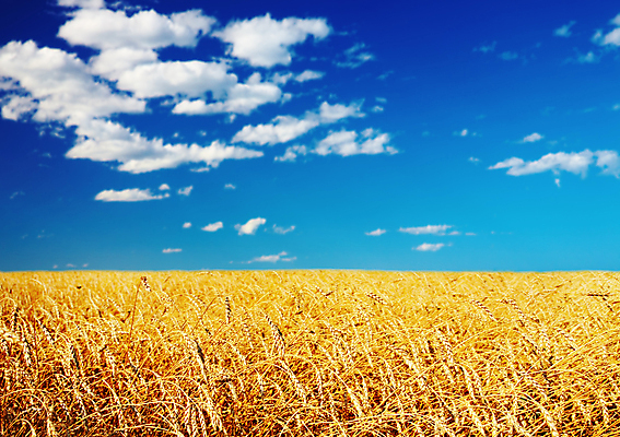 포토 JPG 해외이미지 구름 계절 빵 컨셉 밭 농업 자연 하늘 추상 옥수수 씨앗 풍경 사람없음 파란색 빛 농작물 농장 농경지 노란색 맑음 수확 가을 시골 낟알 시리얼 밀 알맹이 귀 천국 밭일 숙성 수평선 해외202004 해외포토 자연요소 식물 산업 음식 컬러 무늬 날씨 곡류 신체부위 생태계 파일형식 이미지허브