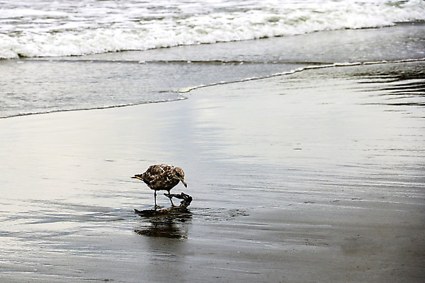 포토 JPG 해외이미지 동물 야생동물 모래 백그라운드 자연 놀이 갈매기 조류 프레임 서기 사람없음 야외 물 여름 파란색 컬러풀 달리기 머리 검은색 회색 흰색 나뭇가지 깃털 꼬리 부리 단계 내추럴 해외202004 해외포토 자연요소 나무 계절 컬러 모션 신체부위 생태계 파일형식 이미지허브