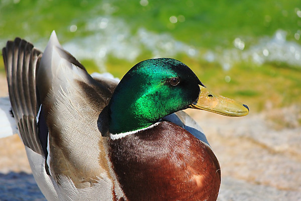 포토 JPG 해외이미지 동물 호수 야생동물 노래 자연 조류 오리 사람 사람없음 초록색 빛 머리 수영 연못 깃털 사냥 부리 사냥꾼 목 평야 해외202004 해외포토 직업 음악 컬러 신체부위 수상스포츠 생태계 파일형식 이미지허브