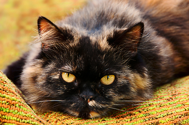 포토 JPG 해외이미지 동물 1 응시 얼굴 오렌지 휴식 수염 주택 털 실내 피곤 사람없음 반려동물 노란색 고양이 줄무늬 회색 흰색 잠 모피 묘사 낮잠 부드러움 얼룩무늬 게으름 거짓말 필터 몽환 해외202004 해외포토 시선 컬러 컨셉 무늬 과일 포유류 내부 건물 신체부위 감각 파일형식 이미지허브