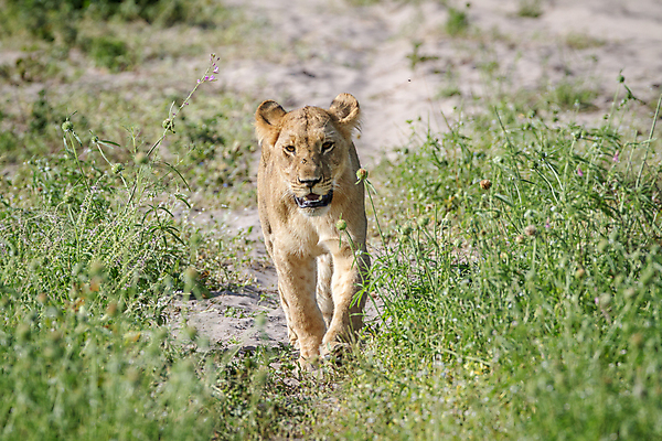 포토 JPG 해외이미지 동물 야생동물 여행 포유류 아프리카 자연 생물 털 사람없음 환경 고양이 힘 분노 황무지 위험 사자 큼 왕 모피 사파리 리더 육식동물 사냥꾼 멸종 사자자리 표범 내추럴 사바나 웅장함 해외202004 해외포토 직업 감정 나라 컨셉 반려동물 별자리 크기 생태계 파일형식 이미지허브