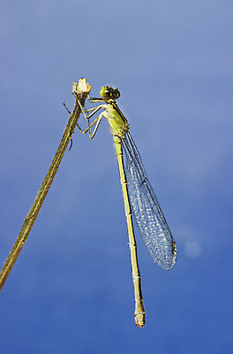 포토 JPG 해외이미지 동물 야생동물 곤충 날개 화살 생물 사람없음 여름 그물 투명 벌레 잠자리 묘사 질감 생물학 육식동물 해외202004 해외포토 계절 교육 파일형식 이미지허브