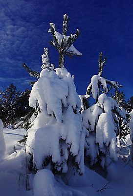 포토 JPG 해외이미지 식물 계절 포스터 백그라운드 크리스마스 겨울 패턴 자연 벽지 날씨 휴가 새해 기념 사람없음 야외 초록색 환경 얼음 축제 추위 흰색 나뭇가지 축하 신선 소나무 신용카드 12월 서리 초대 침엽수 전나무 원뿔 1월 내추럴 포장소품 현실 해외202004 해외포토 자연요소 도형 나무 기념일 컬러 컨셉 무늬 포장 금융 날짜 오브젝트 생태계 포장재료 파일형식 이미지허브