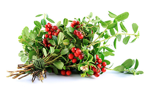 포토 JPG 해외이미지 음식 잎 과일 자연 사람없음 빨간색 나뭇가지 작음 블루베리 날것 베리 건강식 고립 월귤 크랜베리 카피스페이스 해외202004 해외포토 나무 식물 열매 컬러 공백 크기 생태계 파일형식 이미지허브