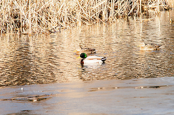 포토 JPG 해외이미지 동물 남자 물결 야생동물 백그라운드 날개 자연 조류 아침 오리 사람없음 야외 초록색 물 여름 파란색 빛 반려동물 강 농장 반사 평화 봄 거울 흰색 시골 연못 그룹 깃털 사냥 엽서 솜털 물새 청둥오리 내추럴 해외202004 해외포토 주간 자연요소 계절 컬러 컨셉 농업 사람 편지 생태계 파일형식 이미지허브