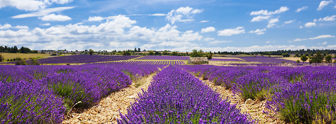 포토 JPG 해외이미지 식물 구름 꽃 밭 농업 자연 하늘 휴가 파노라마 풍경 사람없음 여름 파란색 태양 보라색 프랑스 지중해 허브 제비꽃 향수 명상 향기 엽서 꿀 라벤더 자연요법 줄서기 파멸 프로방스 해외202004 해외포토 자연요소 계절 유럽 산업 바다 컬러 컨셉 모션 촬영기법 화장품 편지 생태계 냄새 파일형식 소멸 이미지허브