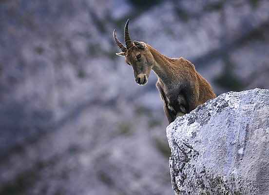 포토 JPG 해외이미지 동물 여자 유럽 야생동물 포유류 자연 초식동물 산 뿔 종류 서기 사람없음 야외 여름 갈색 머리 프랑스 바위 황무지 알프스 멸종 내추럴 동물상 전국 해외202004 해외포토 계절 나라 컬러 모션 사람 신체부위 조형물 돌_바위 생태계 파일형식 이미지허브