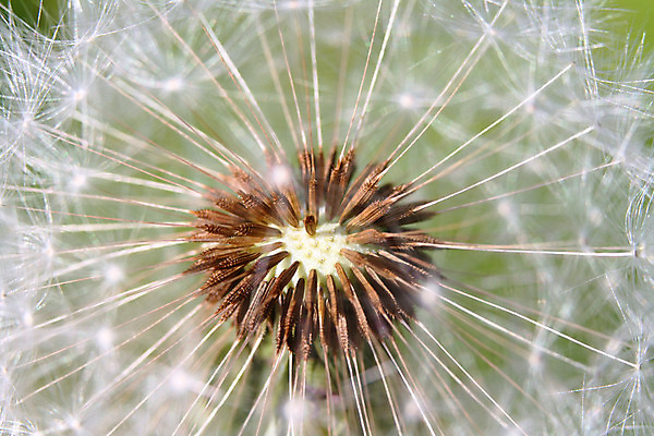 포토 JPG 해외이미지 모양 식물 계절 꽃 줄기 백그라운드 꽃무늬 패턴 데이트 자연 사랑 씨앗 사람없음 여름 숫자 머리 우주 봄 성장 벚꽃 흰색 하트 센터 확대 작음 민들레 심볼 오브젝트 서식 부드러움 해외202004 해외포토 문자 감정 컬러 무늬 신체부위 감각 크기 생태계 파일형식 이미지허브