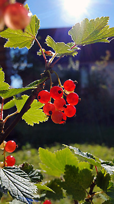 포토 JPG 해외이미지 식물 계절 열매 음식 백그라운드 잎 농업 과일 자연 매달리기 건강 사람없음 야외 빨간색 초록색 여름 정원 수확 성장 나뭇가지 신선 그룹 닫기 달콤 맛 다발 내추럴 건포도 숙성 해외202004 해외포토 나무 산업 컬러 컨셉 모션 포도 생태계 건과일 파일형식 이미지허브
