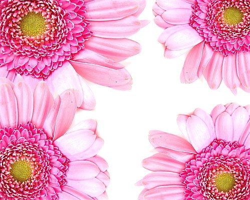 포토 JPG 해외이미지 식물 꽃잎 꽃 분홍색 백그라운드 꽃무늬 자연 벽지 선물 사람없음 여름 정원 신선 싱글 내추럴 고립 해외202004 해외포토 계절 컬러 무늬 생태계 파일형식 이미지허브