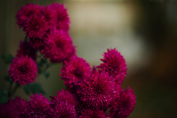 포토 JPG 해외이미지 식물 1 디자인 꽃잎 꽃 분홍색 꽃다발 백그라운드 잎 꽃무늬 패턴 자연 벽지 국화 사람없음 장식 초록색 여름 컬러풀 머리 정원 보라색 활발 벚꽃 가을 신선 닫기 제비꽃 데이지 라일락 내추럴 고립 해외202004 해외포토 계절 컬러 컨셉 무늬 모션 신체부위 생태계 파일형식 이미지허브