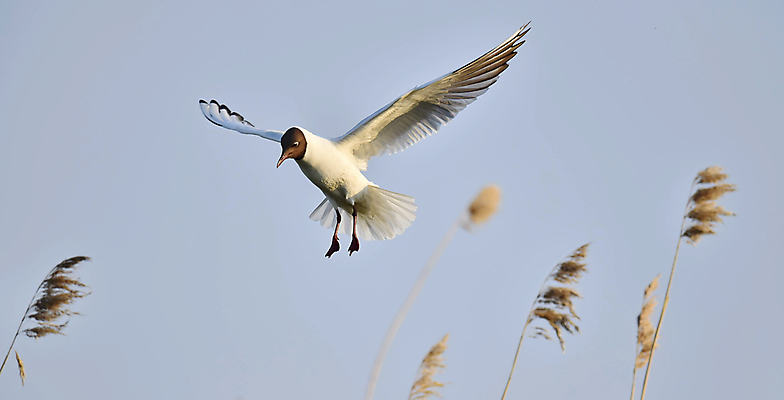 포토 JPG 해외이미지 동물 얼굴 야생동물 바다 포즈 백그라운드 날개 자연 갈매기 조류 하늘 낚시 사람없음 옆모습 초록색 물 평화 검은색 흰색 비행 얼룩 깃털 코 꼬리 물새 동물상 무료 해외202004 해외포토 자연요소 뷰포인트 컬러 컨셉 레저 신체부위 조형물 생태계 파일형식 이미지허브