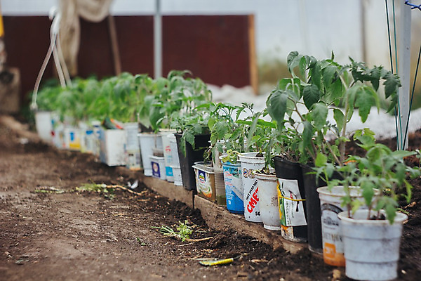 포토 JPG 해외이미지 식물 계절 줄기 잎 농업 채소 건강 사람없음 초록색 새싹 환경 흙 봄 성장 허브 원예 모종 온실 해외202004 해외포토 산업 컬러 취미 파일형식 이미지허브