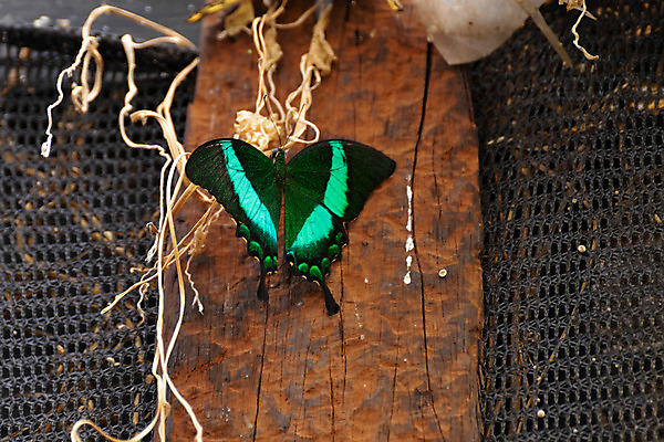 포토 JPG 해외이미지 야생동물 나비 곤충 날개 자연 영국 잉글랜드 안테나 성인 사람없음 목재 가로 여름 갈색 머리 검은색 그물 역사 공작 큼 흉부 싱글 에메랄드 내추럴 구성 동물상 해외202004 해외포토 나무 동물 계절 유럽 컬러 재료 통신 조류 사람 신체부위 조형물 호흡기관 크기 보석 생태계 파일형식 이미지허브