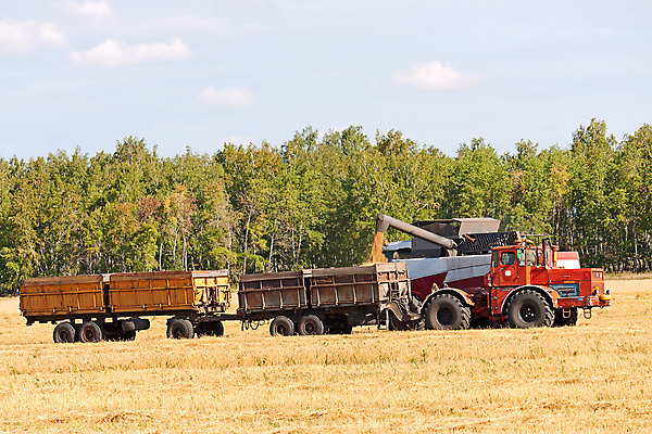 포토 JPG 해외이미지 산업 밭 농업 자연 씨앗 풍경 사람없음 수확 밀 러시아 해외202004 해외포토 식물 유럽 곡류 생태계 파일형식 이미지허브
