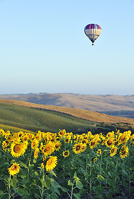 포토 JPG 해외이미지 주간 하늘 해바라기 풍경 사람없음 야외 열기구 비행 해외202004 해외포토 자연요소 꽃 항공교통 파일형식 이미지허브