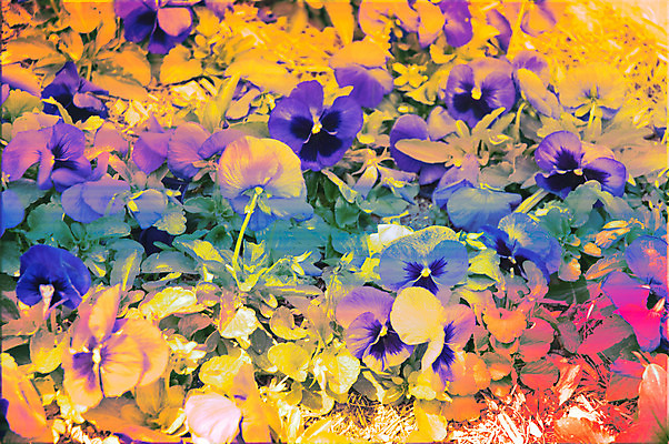 포토 JPG 해외이미지 식물 계절 꽃잎 꽃 백그라운드 잎 꽃무늬 패턴 자연 프레임 사람없음 장식 빨간색 초록색 여름 머리 정원 봄 들꽃 벚꽃 흰색 개화 허브 제비꽃 싱글 고립 멀티 심기 파스텔톤 프리뮬러 벨벳 해외202004 해외포토 컬러 무늬 모션 신체부위 실크 생태계 파일형식 이미지허브