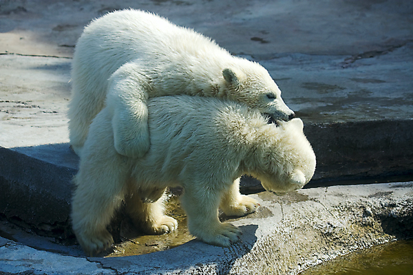 포토 JPG 해외이미지 동물 2 곰 자연 놀이 동물원 사람없음 게임 보호 북극 러시아 해외202004 해외포토 멸종위기종 유럽 컨셉 포유류 극지방 생태계 파일형식 이미지허브