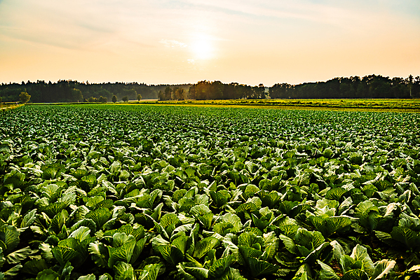 포토 JPG 해외이미지 식물 산업 선 음식 잎 밭 농업 채소 풍경 사람없음 초록색 여름 농작물 농장 정원 수확 침대 신선 상추 큼 유기농 양배추 날것 일렬 먼지 멀리 건강식 내추럴 채소밭 개발 케일 콜라비 세련 해외202004 해외포토 웰빙 계절 컬러 가구 크기 파일형식 이미지허브
