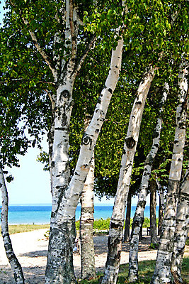 포토 JPG 해외이미지 나무 호수 바다 의자 우산 자연 하늘 휴가 휴식 풍경 사람없음 빨간색 여름 파란색 햇빛 노란색 꿈 흰색 침대 뜨거움 그늘 휴양지 선베드 양산 초대 완벽 해외202004 해외포토 식물 계절 컬러 가구 컨셉 태양 장소 생태계 파일형식 이미지허브