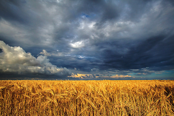 포토 JPG 해외이미지 식물 구름 산업 음식 빵 밭 농업 하늘 건강 옥수수 씨앗 사람없음 여름 파란색 농작물 햇빛 농장 노란색 성장 시골 황금 낟알 시리얼 밀 장면 밀짚 숙성 호밀 세련 해외202004 해외포토 자연요소 계절 컬러 곡류 태양 짚 파일형식 이미지허브
