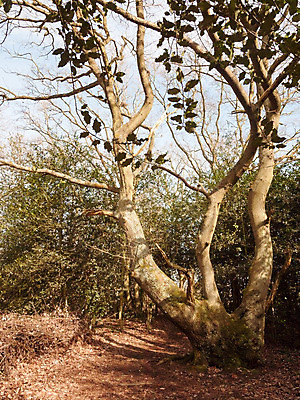 포토 JPG 해외이미지 나무 계절 유럽 길 야생동물 여행 백그라운드 잎 자연 하늘 영국 잉글랜드 미술 풍경 사람없음 야외 목재 초록색 여름 빛 햇빛 태양 환경 맑음 일몰 봄 성장 가을 나뭇가지 시골 가시 보호 숲 질감 생물학 나무껍질 지역 자작나무 내추럴 땅바닥 삼림지대 해외202004 해외포토 자연요소 식물 동물 교육 나라 컬러 컨셉 재료 날씨 문화예술 바닥 노을 껍질 생태계 파일형식 이미지허브