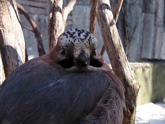 포토 JPG 해외이미지 동물 자연 조류 동물원 사람없음 목재 회색 깃털 만족 부리 동물상 해외202004 해외포토 나무 감정 컬러 재료 조형물 생태계 파일형식 이미지허브