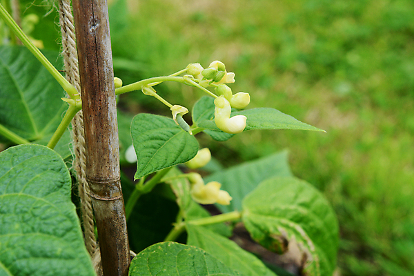 포토 JPG 해외이미지 식물 꽃 자연 콩 사람없음 초록색 원예 채소밭 카피스페이스 해외202004 해외포토 컬러 밭 곡류 취미 공백 생태계 파일형식 이미지허브