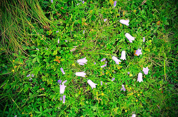 포토 JPG 해외이미지 식물 계절 꽃잎 꽃 줄기 백그라운드 잎 꽃무늬 자연 산 사람없음 야외 초록색 여름 파란색 약 머리 정원 보라색 봄 활발 들꽃 벚꽃 종 신선 개화 허브 제비꽃 알프스 내추럴 블루벨 캄파눌라 해외202004 해외포토 유럽 컬러 컨셉 무늬 의학 신체부위 생태계 파일형식 이미지허브