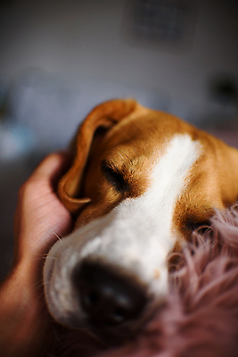 포토 JPG 해외이미지 동물 손 행복 포유류 포옹 자연 휴식 아파트 주택 실내 따뜻함 피곤 사람없음 내부 반려동물 소파 갈색 기쁨 방 침대 잠 기다림 유머 개 코 사냥개 비글 주둥이 송곳니 거짓말 안락 해외202004 해외포토 감정 컬러 가구 컨셉 의자 안기 모션 건물 신체부위 치아 생태계 파일형식 이미지허브