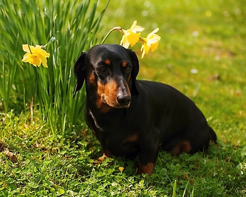 포토 JPG 해외이미지 동물 응시 공원 꽃 컨셉 포유류 자연 놀이 생물 털 잔디 사람없음 가로 초록색 반려동물 머리 정원 검은색 봄 코트 유머 소시지 개 강아지 작음 닥스훈트 만족 귀 무릎 나무껍질 토막 송곳니 거짓말 기르기 동반자 미니 해외202004 해외포토 나무 식물 시선 계절 공공시설 감정 컬러 신체부위 외투 껍질 가공식품 치아 크기 생태계 돌봄 파일형식 이미지허브