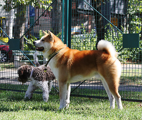 포토 JPG 해외이미지 동물 공원 신체 자연 사람없음 반려동물 일본 힘 용기 자신감 개 강아지 큼 근육질 고체 기르기 세르비아 지능 힘찬 해외202004 해외포토 그릇 공공시설 감정 아시아 컨셉 포유류 근육 크기 몸매 생태계 돌봄 파일형식 이미지허브