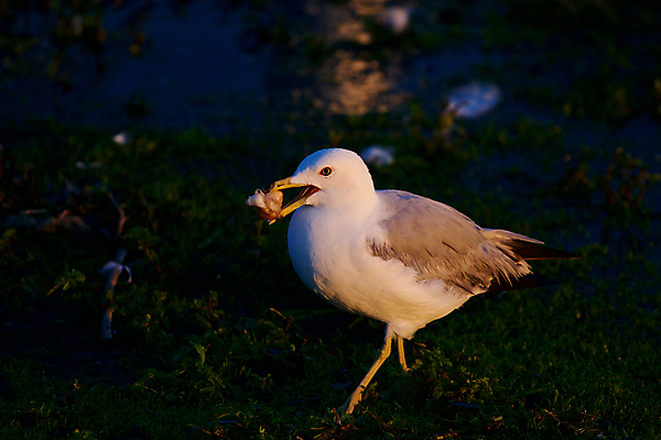 포토 JPG 해외이미지 응시 음식 백그라운드 날개 갈매기 조류 사람없음 머리 회색 흰색 관찰 반지 은색 저녁 먹기 검색 호기심 계산서 반응 해외202004 해외포토 동물 시선 감정 컬러 컨셉 장신구 모션 신체부위 야간 파일형식 이미지허브