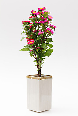 포토 JPG 해외이미지 식물 꽃잎 꽃 길 분홍색 꽃다발 백그라운드 잎 꽃무늬 자연 발렌타인데이 선물 사랑 씨앗 사람없음 장식 초록색 컬러풀 노란색 꽃병 벚꽃 흰색 신선 원형 우아함 혼합 배열 제비꽃 묘사 질감 내추럴 고립 해외202004 해외포토 도형 감정 컬러 컨셉 무늬 데이이벤트 생태계 파일형식 이미지허브