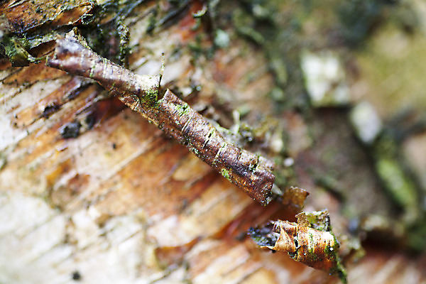 포토 JPG 해외이미지 디자인 외관 선 벽 백그라운드 패턴 일러스트 자연 벽지 표면 날씨 추상 바닥 주택 건조 실내 사탕 사람없음 건물 목재 장식 울타리 컬러풀 갈색 수확 판넬 널 묘사 질감 복고 매듭 잡동사니 내추럴 그런지 수목 옛날 진짜 해외202004 해외포토 나무 건축물 컬러 무늬 농업 재료 디저트 내부 담장 생태계 파일형식 이미지허브