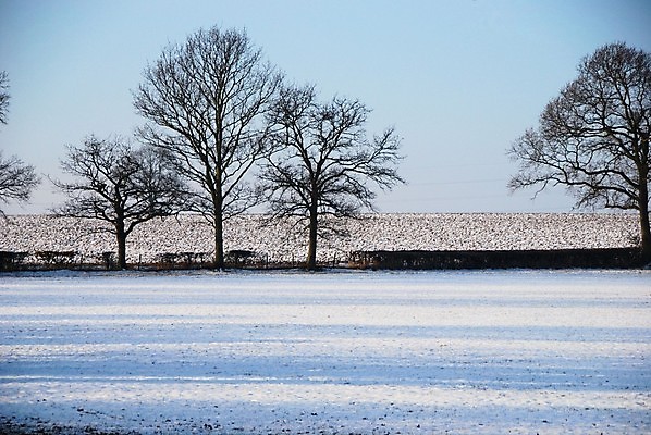 포토 JPG 해외이미지 나무 겨울 밭 영국 사람없음 추위 흰색 해외202004 해외포토 식물 계절 유럽 컬러 농업 파일형식 이미지허브