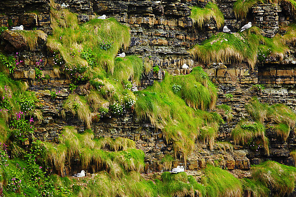 포토 JPG 해외이미지 자연 갈매기 영국 풍경 사람없음 초록색 둥지 스코틀랜드 해외202004 해외포토 유럽 컬러 조류 생태계 파일형식 이미지허브