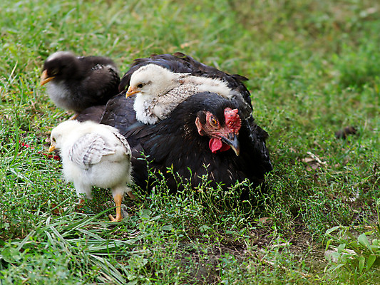 포토 JPG 해외이미지 야생동물 음식 농업 가족 조류 병아리 사람없음 여름 농장 노란색 치킨 봄 아기 깃털 호기심 부리 솜털 부화 돌봄 암탉 해외202004 해외포토 동물 계절 감정 산업 컬러 컨셉 관계 모션 사람 닭 암컷 닭고기요리 파일형식 이미지허브