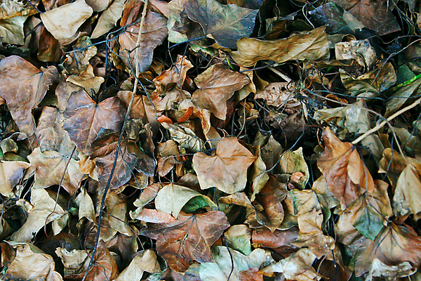 포토 JPG 해외이미지 식물 백그라운드 잎 자연 건조 사람없음 갈색 가을 죽음 아이비 내추럴 해외202004 해외포토 계절 컬러 생태계 파일형식 이미지허브