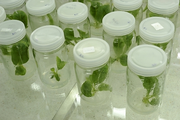 포토 JPG 해외이미지 나무 식물 교육 꽃 문화 과학 선반 세포 실험 사람없음 초록색 빛 환경 시험 성장 죽음 조직 실험실 중앙 질병 생명공학 먹이 과학자 분석 생물학 유전 줄서기 캡모자 해외202004 해외포토 직업 모자_잡화 컬러 가구 컨셉 의학 모션 학자 파일형식 이미지허브