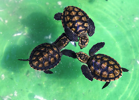 포토 JPG 해외이미지 동물 야생동물 모래 바다 파충류 자연 사람없음 초록색 아기 신생아 거북이 작음 발리 인도네시아 말레이시아 해외202004 해외포토 아시아 컬러 섬 사람 크기 생태계 파일형식 이미지허브