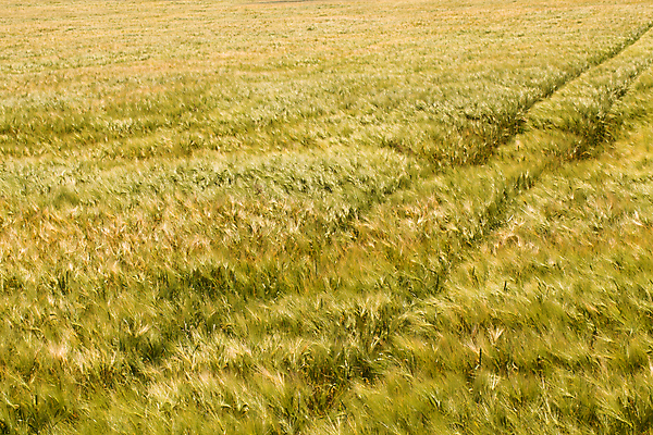 포토 JPG 해외이미지 식물 계절 산업 음식 줄기 백그라운드 밭 농업 자연 옥수수 사람없음 야외 초록색 여름 농작물 햇빛 태양 농장 노란색 환경 봄 수확 성장 가을 시골 황금 낟알 땅 시리얼 밀 날것 내추럴 숙성 세련 해외202004 해외포토 자연요소 컬러 곡류 생태계 파일형식 이미지허브