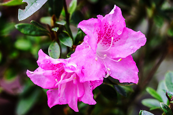 포토 JPG 해외이미지 나무 식물 꽃 분홍색 잎 자연 씨앗 사람없음 초록색 여름 컬러풀 노란색 정원 보라색 흰색 나뭇가지 숲 꽃가루 강렬 해외202004 해외포토 계절 컬러 가루 생태계 파일형식 이미지허브