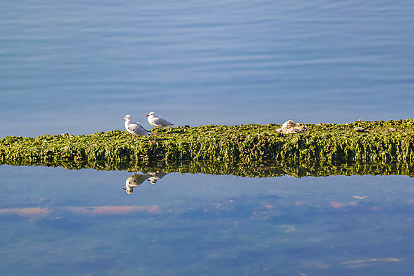 포토 JPG 해외이미지 동물 호수 야생동물 백그라운드 2 자연 조류 서기 사람없음 물 강 미국 침묵 흰색 칠레 남쪽 동물상 해외202004 해외포토 자연요소 컬러 북아메리카 모션 조형물 소리 남아메리카 방향 생태계 파일형식 이미지허브