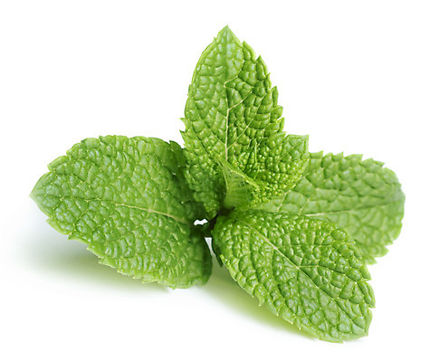 포토 JPG 해외이미지 식물 음식 백그라운드 잎 일러스트 재료 자연 건강 사람없음 초록색 흰색 나뭇가지 신선 고명 양념 닫기 맛 민트 허브 향신료 묘사 오브젝트 유기농 날것 향기 냄새 아로마 슛 내추럴 고립 평야 해외202004 스피아민트 해외포토 나무 웰빙 컬러 컨셉 모션 생태계 향미료 파일형식 이미지허브