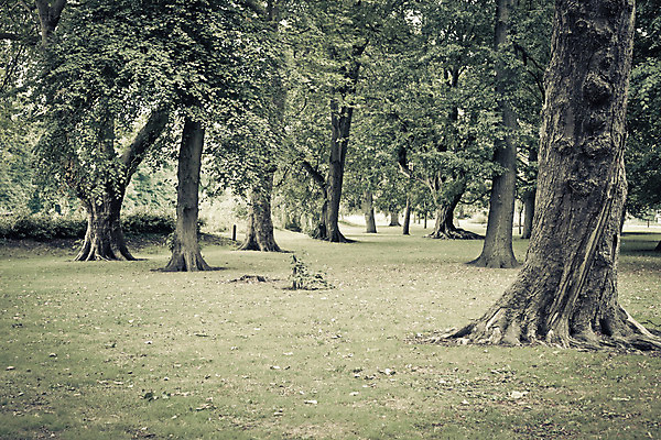 포토 JPG 해외이미지 나무 식물 계절 공원 길 백그라운드 잎 자국 자연 이끼 풍경 사람없음 야외 목재 초록색 빛 환경 봄 습기 젖음 성장 황무지 숲 생태계 멸종 내추럴 삼림지대 생태학 선로 썩음 양치류 옛날 전국 해외202004 해외포토 공공시설 교육 컬러 재료 파일형식 이미지허브