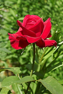 포토 JPG 해외이미지 식물 디자인 꽃잎 꽃 백그라운드 잎 꽃무늬 패턴 데이트 자연 추상 발렌타인데이 사랑 사람없음 빨간색 세로 초록색 여름 빛 장미 반사 머리 정원 맑음 어둠 봄 활발 신선 개화 우아함 떨어짐 오브젝트 싱글 화단 부드러움 해외202004 해외포토 계절 감정 컬러 컨셉 무늬 데이이벤트 날씨 신체부위 감각 생태계 파일형식 이미지허브