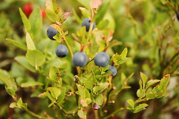 포토 JPG 해외이미지 열매 유럽 음식 농업 자연 건강 노르웨이 사람없음 초록색 여름 파란색 컬러풀 바구니 정원 수확 신선 닫기 선택 달콤 맛 숲 가득함 유기농 블루베리 내추럴 숙성 해외202004 해외포토 식물 웰빙 계절 나라 산업 컬러 컨셉 과일 모션 생태계 파일형식 이미지허브
