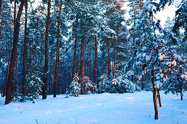 포토 JPG 해외이미지 나무 식물 계절 겨울 자연 하늘 아침 사람없음 파란색 빛 반짝임 햇빛 일출 추위 광선 나뭇가지 소나무 숲 신비 부드러움 층 솜털 제설기 눈내림 해외202004 해외포토 주간 컬러 컨셉 모션 눈_날씨 태양 노을 감각 생태계 제설 파일형식 이미지허브